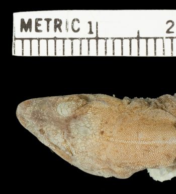 Media type: image;   Herpetology R-28759